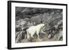 Polar Bear, Hudson Bay, Nunavut, Canada-Paul Souders-Framed Photographic Print