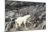 Polar Bear, Hudson Bay, Nunavut, Canada-Paul Souders-Mounted Photographic Print