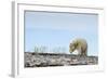 Polar Bear, Hudson Bay, Nunavut, Canada-Paul Souders-Framed Photographic Print