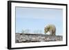 Polar Bear, Hudson Bay, Nunavut, Canada-Paul Souders-Framed Photographic Print