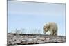 Polar Bear, Hudson Bay, Nunavut, Canada-Paul Souders-Mounted Photographic Print