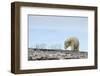 Polar Bear, Hudson Bay, Nunavut, Canada-Paul Souders-Framed Photographic Print