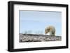 Polar Bear, Hudson Bay, Nunavut, Canada-Paul Souders-Framed Photographic Print