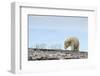 Polar Bear, Hudson Bay, Nunavut, Canada-Paul Souders-Framed Photographic Print