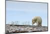 Polar Bear, Hudson Bay, Nunavut, Canada-Paul Souders-Mounted Photographic Print