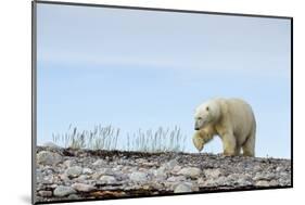 Polar Bear, Hudson Bay, Nunavut, Canada-Paul Souders-Mounted Photographic Print