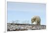 Polar Bear, Hudson Bay, Nunavut, Canada-Paul Souders-Framed Photographic Print