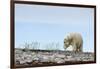 Polar Bear, Hudson Bay, Nunavut, Canada-Paul Souders-Framed Photographic Print