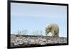 Polar Bear, Hudson Bay, Nunavut, Canada-Paul Souders-Framed Photographic Print