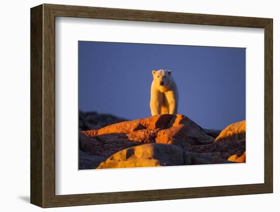 Polar Bear, Hudson Bay, Nunavut, Canada-Paul Souders-Framed Photographic Print