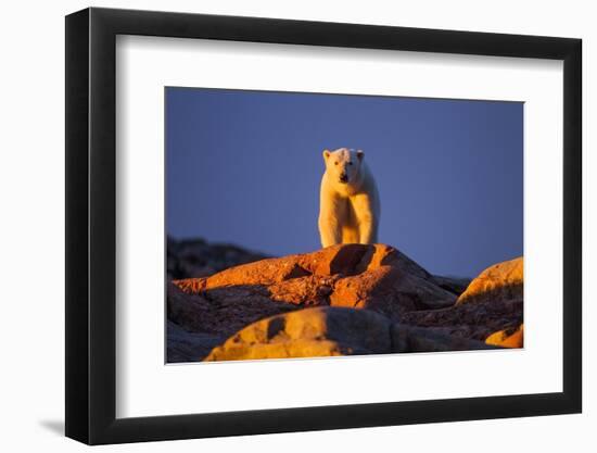 Polar Bear, Hudson Bay, Nunavut, Canada-Paul Souders-Framed Photographic Print