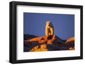 Polar Bear, Hudson Bay, Nunavut, Canada-Paul Souders-Framed Photographic Print