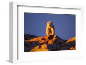 Polar Bear, Hudson Bay, Nunavut, Canada-Paul Souders-Framed Photographic Print