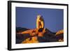 Polar Bear, Hudson Bay, Nunavut, Canada-Paul Souders-Framed Photographic Print