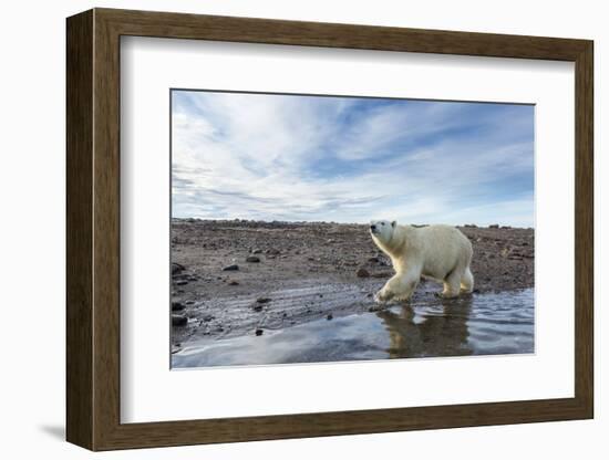 Polar Bear, Hudson Bay, Nunavut, Canada-Paul Souders-Framed Photographic Print