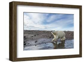 Polar Bear, Hudson Bay, Nunavut, Canada-Paul Souders-Framed Photographic Print