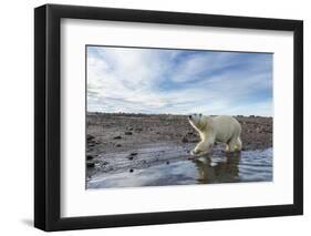 Polar Bear, Hudson Bay, Nunavut, Canada-Paul Souders-Framed Photographic Print