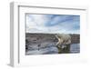 Polar Bear, Hudson Bay, Nunavut, Canada-Paul Souders-Framed Photographic Print