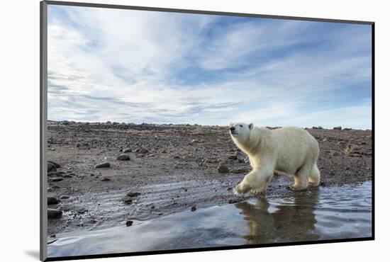 Polar Bear, Hudson Bay, Nunavut, Canada-Paul Souders-Mounted Photographic Print