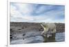 Polar Bear, Hudson Bay, Nunavut, Canada-Paul Souders-Framed Photographic Print