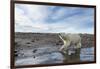 Polar Bear, Hudson Bay, Nunavut, Canada-Paul Souders-Framed Photographic Print