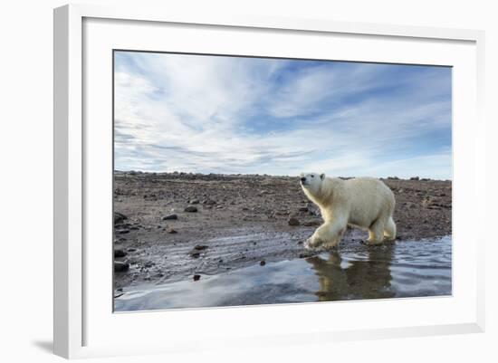 Polar Bear, Hudson Bay, Nunavut, Canada-Paul Souders-Framed Photographic Print