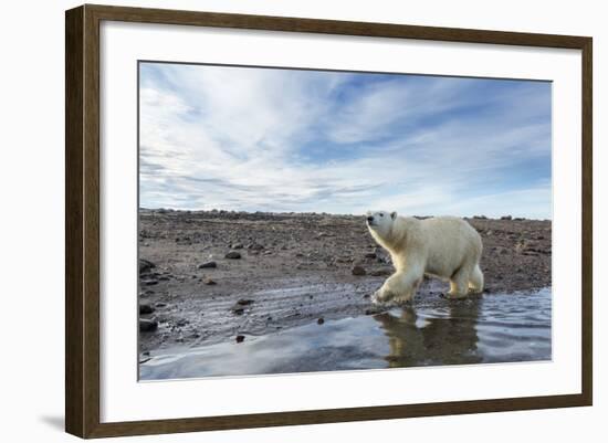 Polar Bear, Hudson Bay, Nunavut, Canada-Paul Souders-Framed Photographic Print