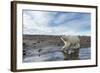 Polar Bear, Hudson Bay, Nunavut, Canada-Paul Souders-Framed Photographic Print