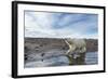 Polar Bear, Hudson Bay, Nunavut, Canada-Paul Souders-Framed Photographic Print