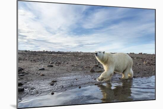 Polar Bear, Hudson Bay, Nunavut, Canada-Paul Souders-Mounted Photographic Print