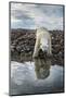 Polar Bear, Hudson Bay, Nunavut, Canada-Paul Souders-Mounted Photographic Print