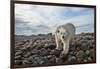 Polar Bear, Hudson Bay, Nunavut, Canada-Paul Souders-Framed Photographic Print