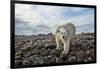 Polar Bear, Hudson Bay, Nunavut, Canada-Paul Souders-Framed Photographic Print