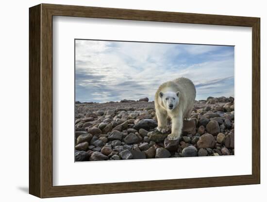 Polar Bear, Hudson Bay, Nunavut, Canada-Paul Souders-Framed Photographic Print