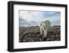 Polar Bear, Hudson Bay, Nunavut, Canada-Paul Souders-Framed Photographic Print