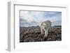 Polar Bear, Hudson Bay, Nunavut, Canada-Paul Souders-Framed Photographic Print