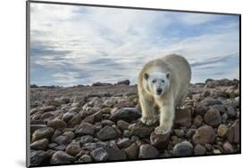 Polar Bear, Hudson Bay, Nunavut, Canada-Paul Souders-Mounted Photographic Print