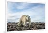 Polar Bear, Hudson Bay, Nunavut, Canada-Paul Souders-Framed Photographic Print