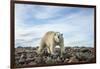 Polar Bear, Hudson Bay, Nunavut, Canada-Paul Souders-Framed Photographic Print