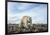 Polar Bear, Hudson Bay, Nunavut, Canada-Paul Souders-Framed Photographic Print