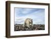 Polar Bear, Hudson Bay, Nunavut, Canada-Paul Souders-Framed Photographic Print