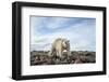 Polar Bear, Hudson Bay, Nunavut, Canada-Paul Souders-Framed Photographic Print