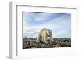 Polar Bear, Hudson Bay, Nunavut, Canada-Paul Souders-Framed Photographic Print