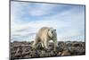 Polar Bear, Hudson Bay, Nunavut, Canada-Paul Souders-Mounted Photographic Print