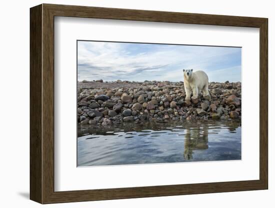 Polar Bear, Hudson Bay, Nunavut, Canada-Paul Souders-Framed Photographic Print