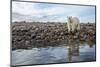 Polar Bear, Hudson Bay, Nunavut, Canada-Paul Souders-Mounted Photographic Print