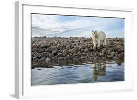 Polar Bear, Hudson Bay, Nunavut, Canada-Paul Souders-Framed Photographic Print