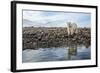 Polar Bear, Hudson Bay, Nunavut, Canada-Paul Souders-Framed Photographic Print