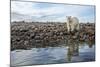 Polar Bear, Hudson Bay, Nunavut, Canada-Paul Souders-Mounted Photographic Print