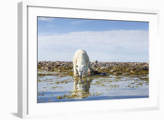 Polar Bear, Hudson Bay, Nunavut, Canada-Paul Souders-Framed Photographic Print